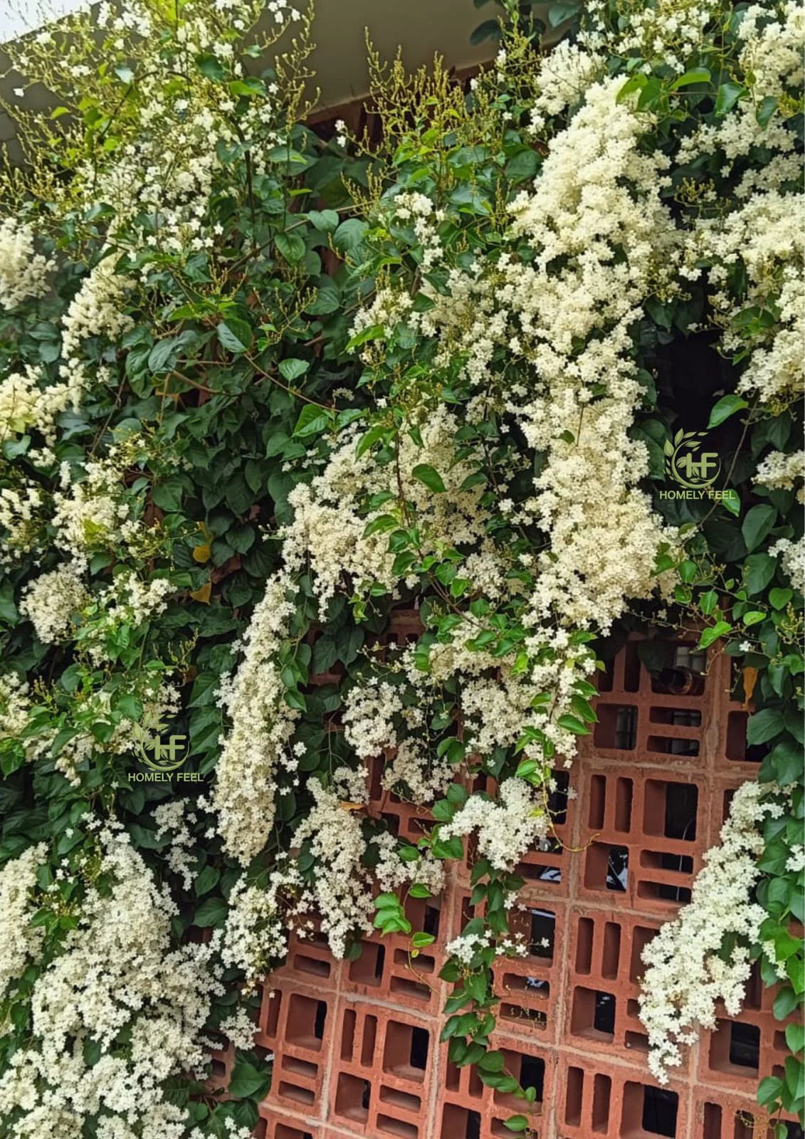 MANIMULLA (CHRISTMAS JASMIN)