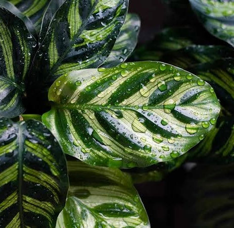 CALATHEA PEACOCK