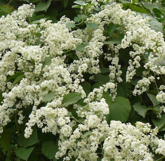 MANIMULLA (CHRISTMAS JASMIN)