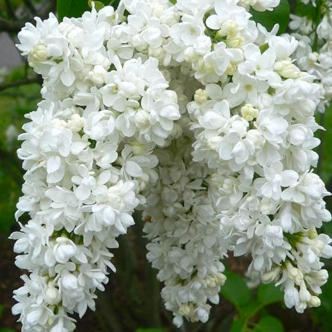 MANIMULLA (CHRISTMAS JASMIN)