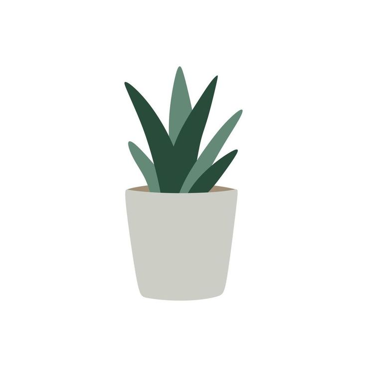 IN DOOR PLANT