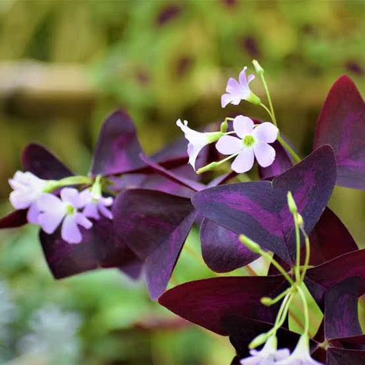 BUTTERFLY PLANT