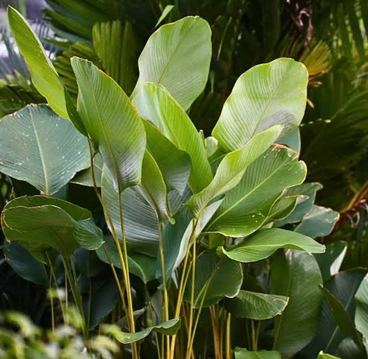 CALATHEA LUTEA