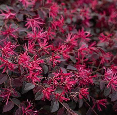 LOROPETALUM
