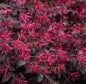 LOROPETALUM