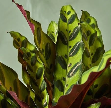 CALATHEA RATTLESNAKE